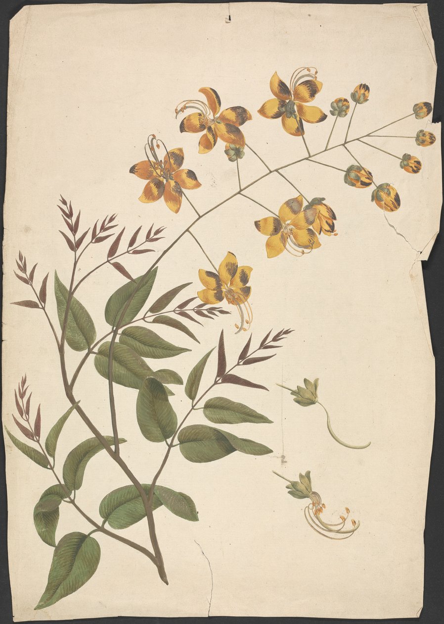 Cassia Fistula (Purging Cassia): ferdig tegning av løvskudd med blomster av James Bruce