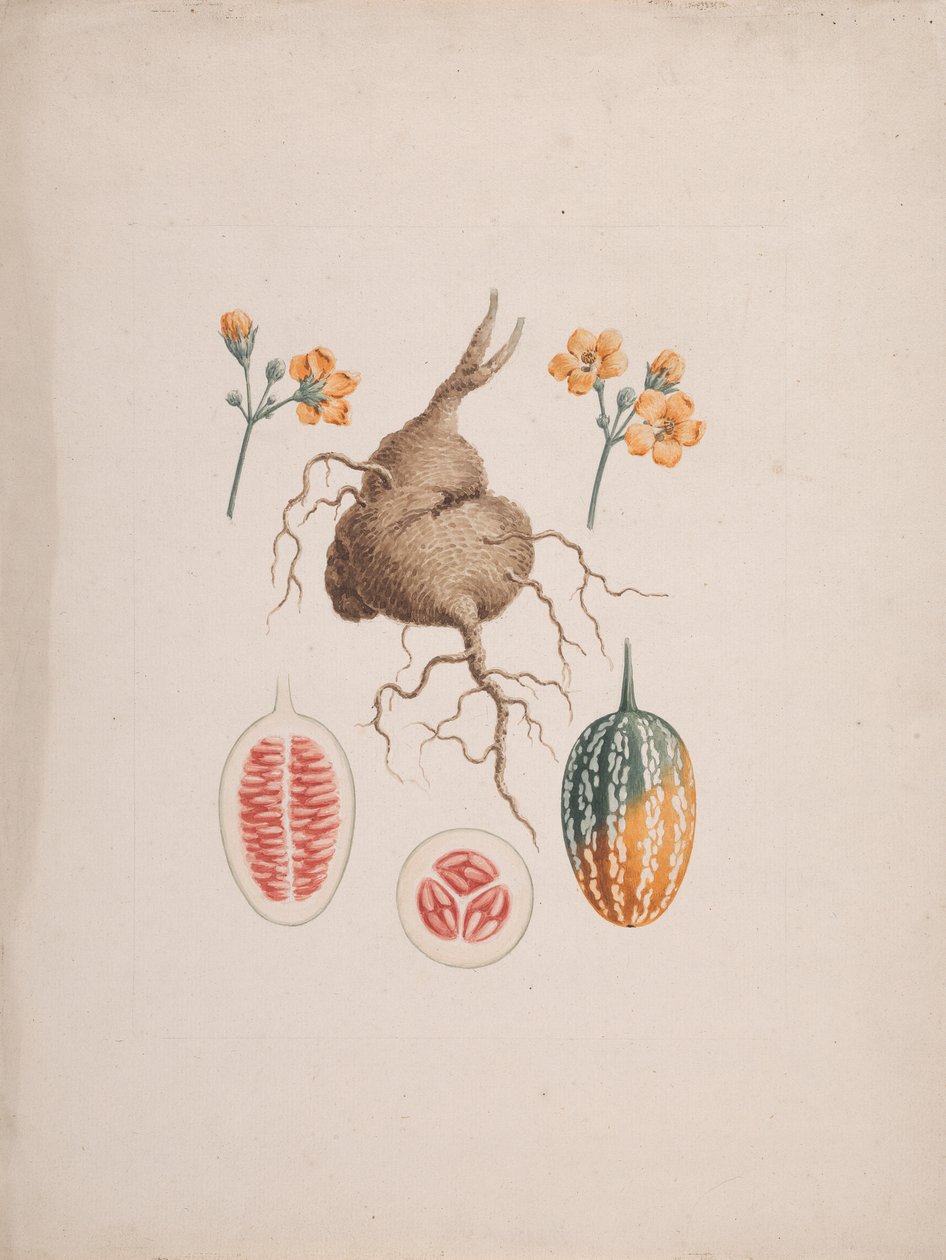 Coccinia abyssinica (Lam.): ferdig tegning, knoll og detalj av frukt av James Bruce