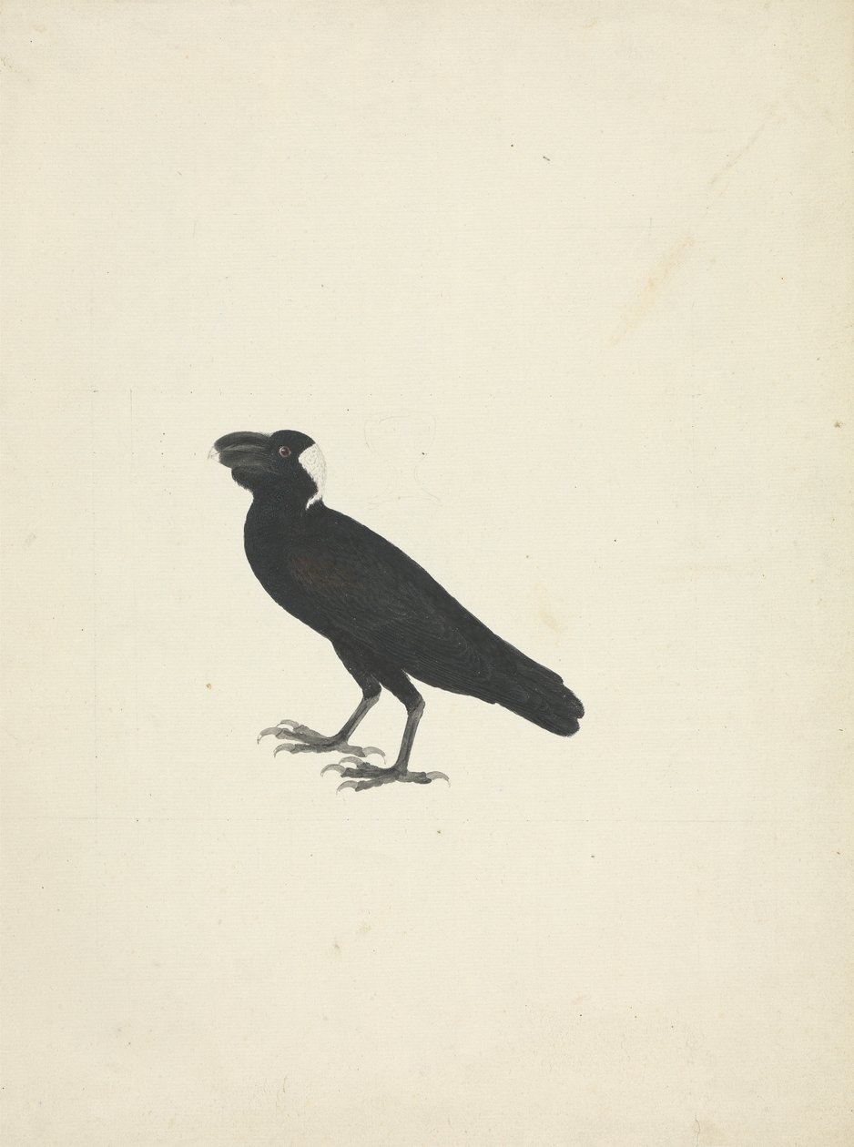 Corvs crassirostris (tykknebbet ravn) av James Bruce