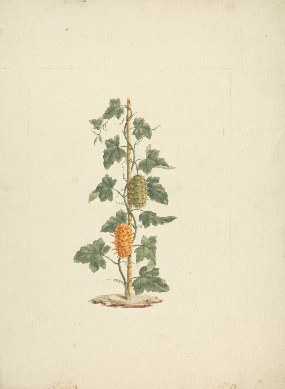 Cucumis metuliferus Naud (Vill agurk): ferdig tegning av James Bruce