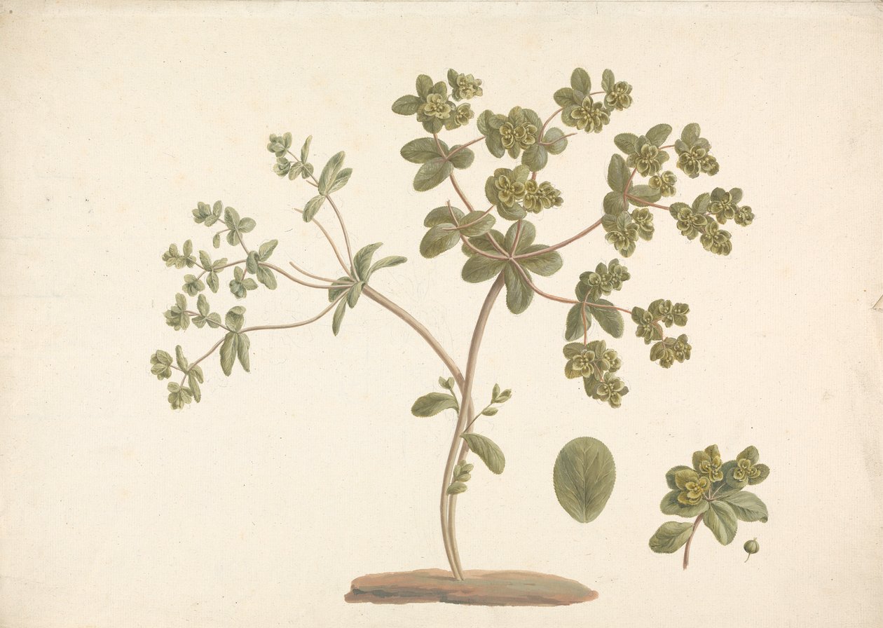 Euphorbia helioscopia L. (Sun Spurge): ferdig tegning av blomstrende plante med detaljer om blomster og blad og frukt av James Bruce