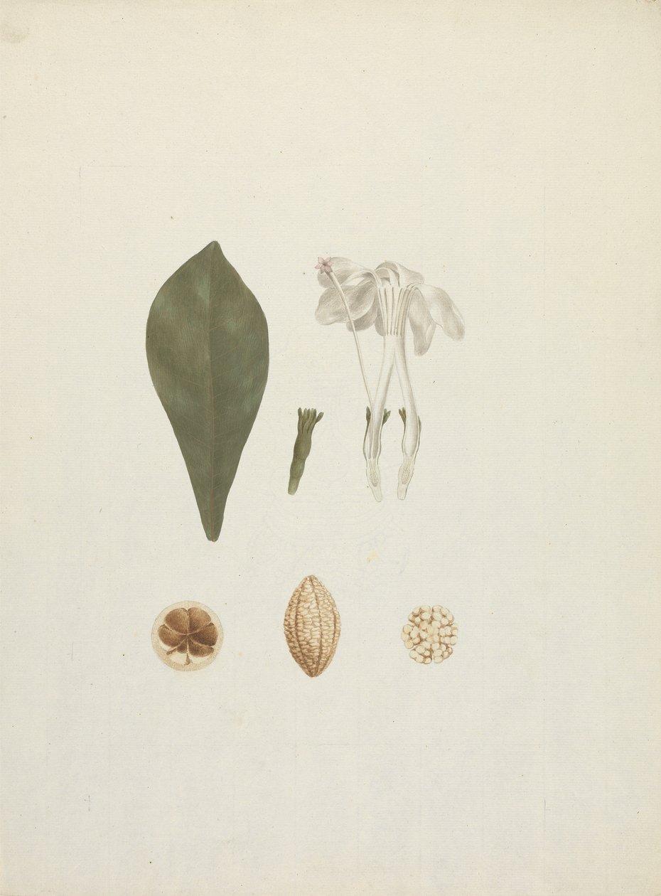 Gardenia ternifolia Schum.& Thonn. (Jovis-Tonantis): ferdig tegning med ekstra detalj av frukt av James Bruce