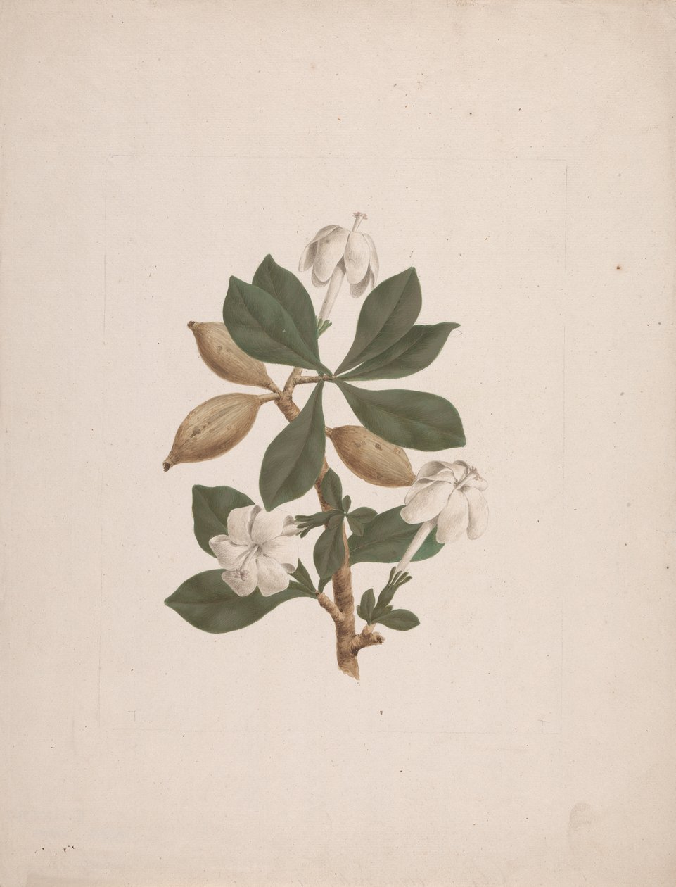 Gardenia ternifolia Schum.& Thonn. (Wild Gardenia): ferdig tegnet av James Bruce