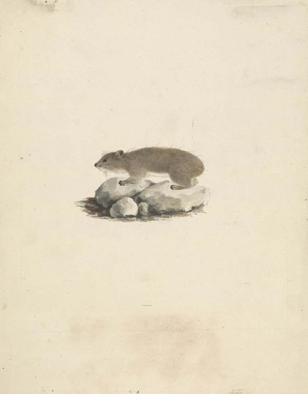 Heterohyrax brucei (hyrax med gulflekker) av James Bruce