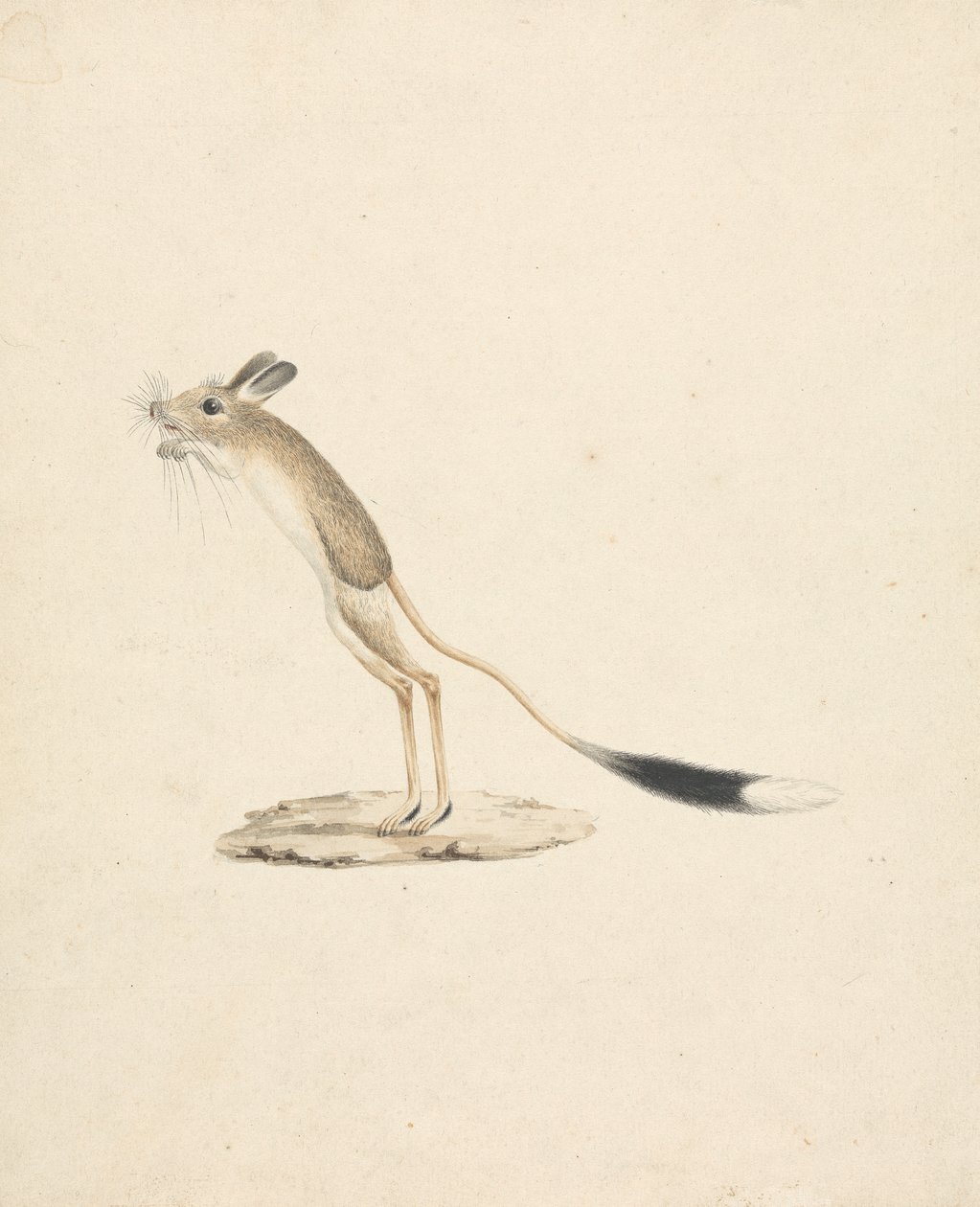 Jerboa av James Bruce