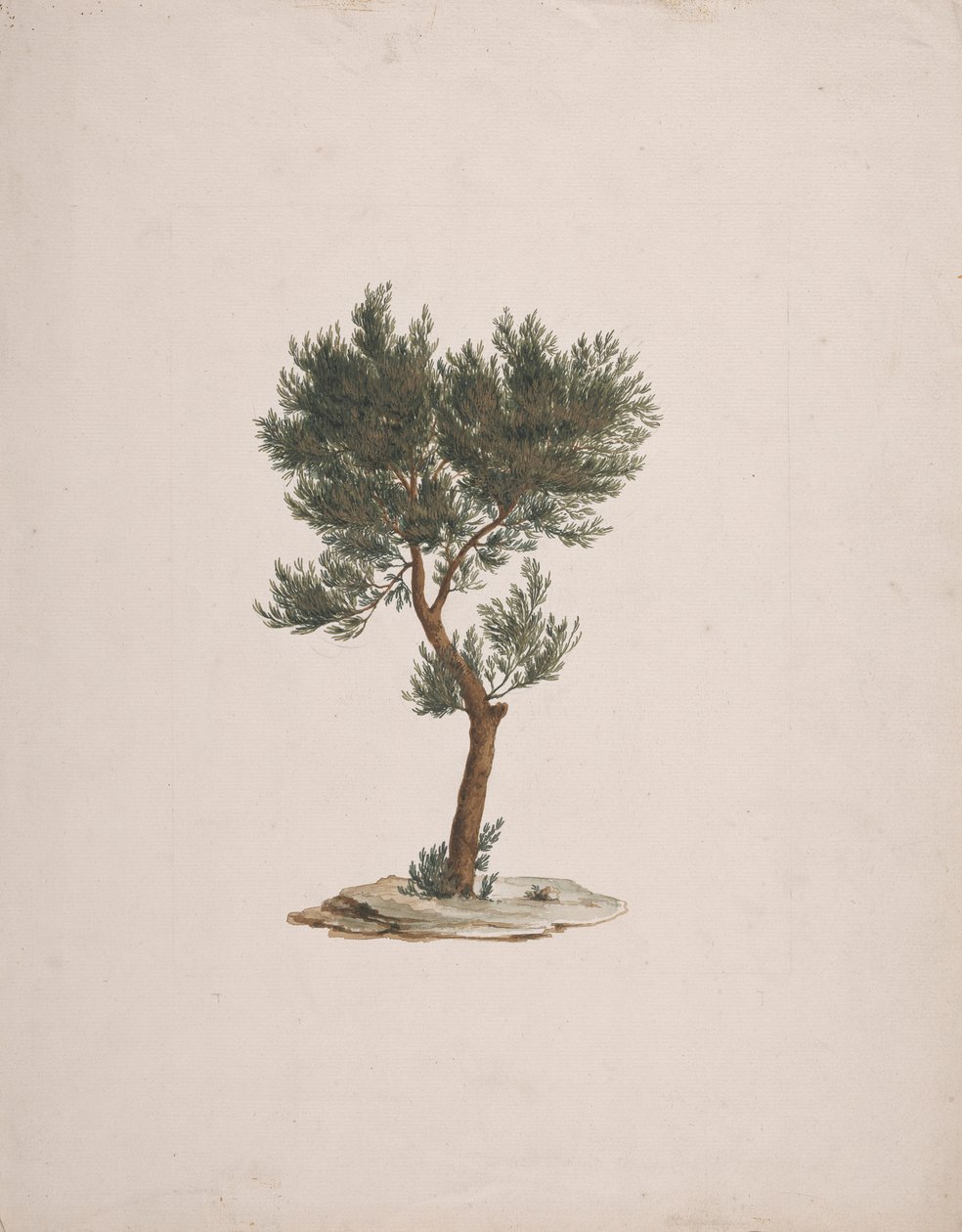 Juniperus procera Endl. (African Pencil Cedar): ferdig tegning av trærnes vane av James Bruce
