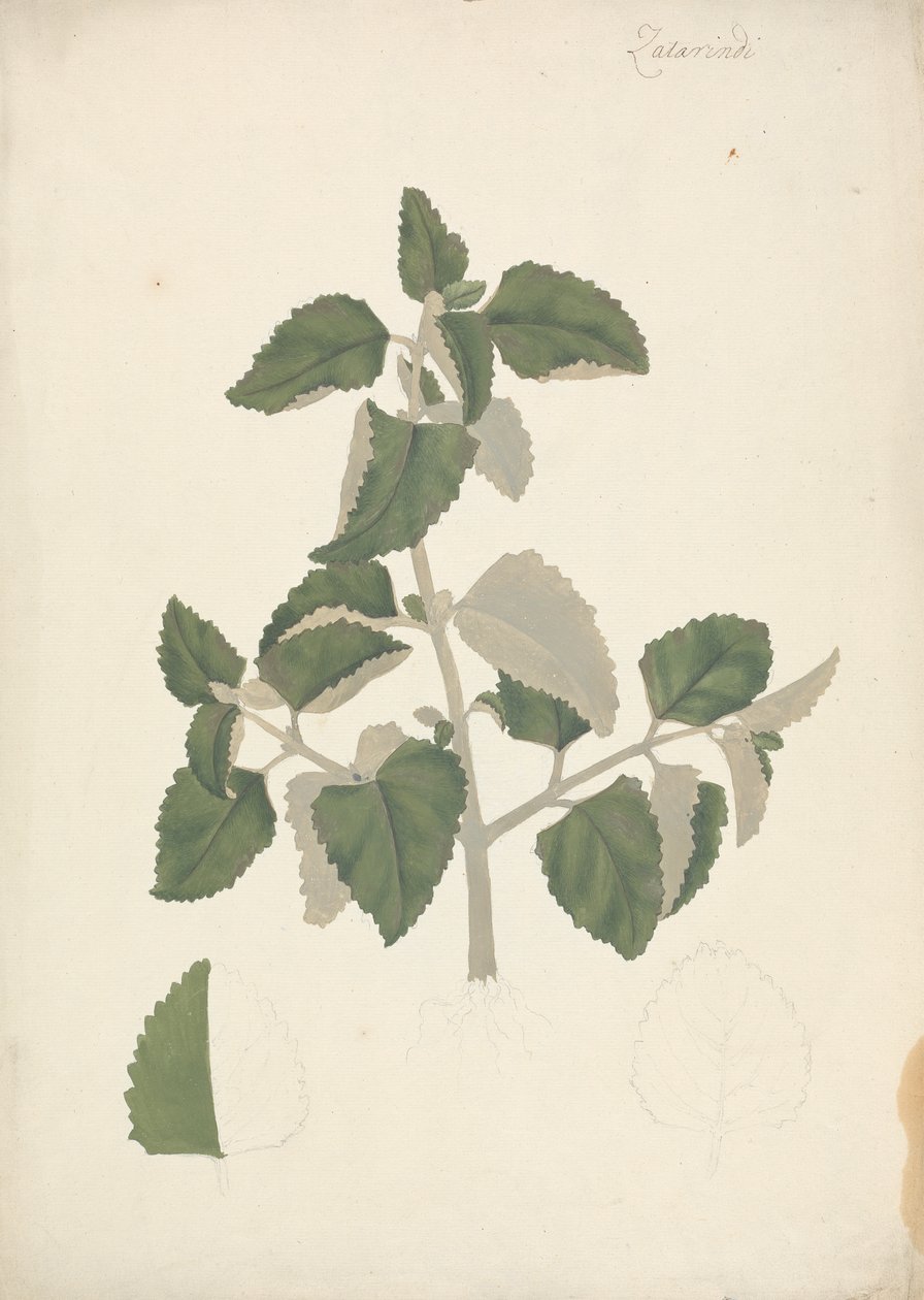Labiatae (ubestemt art): ferdig tegning av et bladskudd, uten blomster av James Bruce