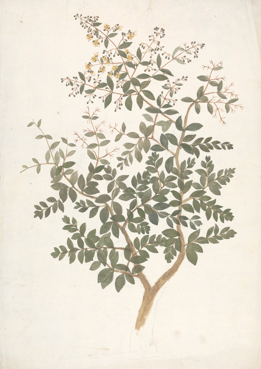 Lawsonia inermis L. (Henna): ferdig tegning av et blomstrende bladskudd av James Bruce