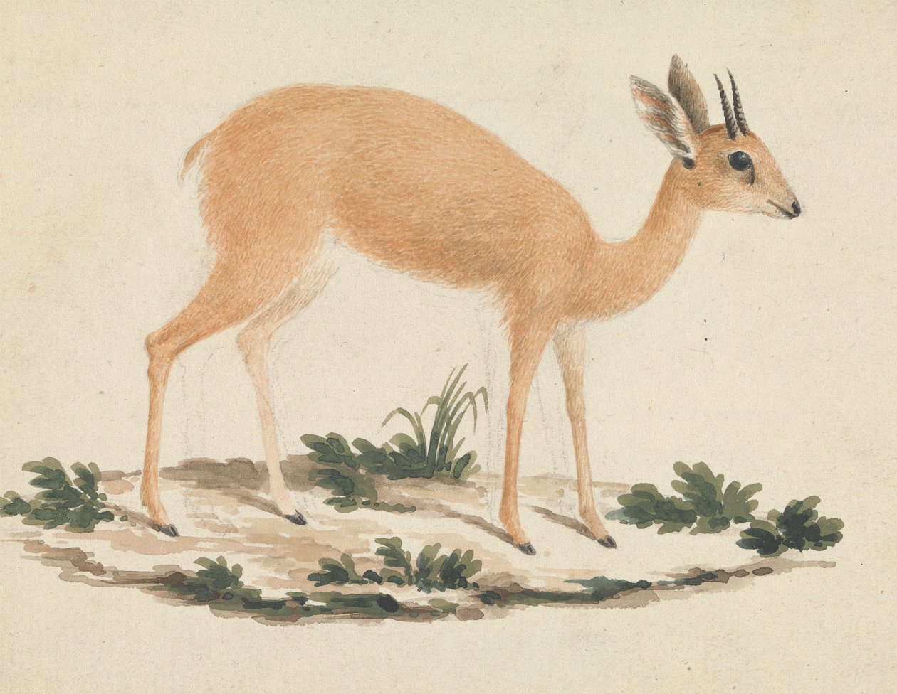 Madoqua (søster) av James Bruce