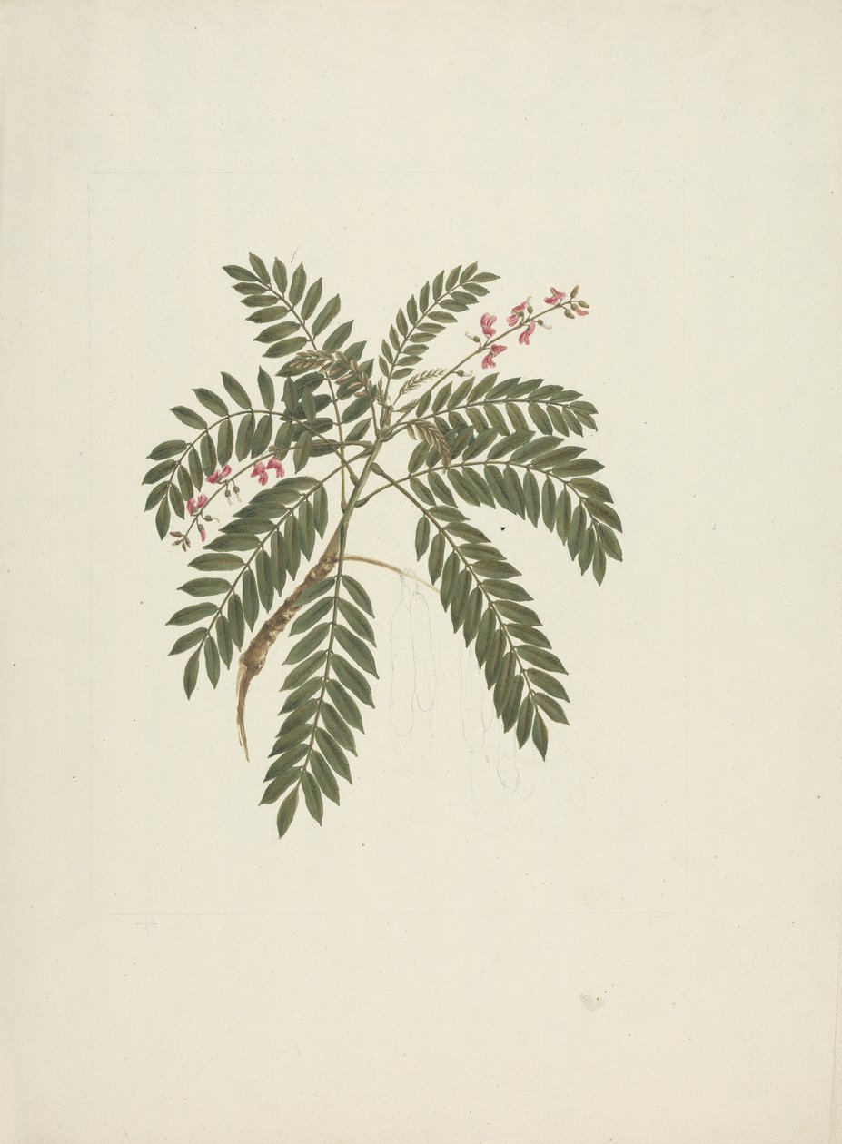 Millettia ferruginea (Hochst) Baker: ferdig tegning av James Bruce