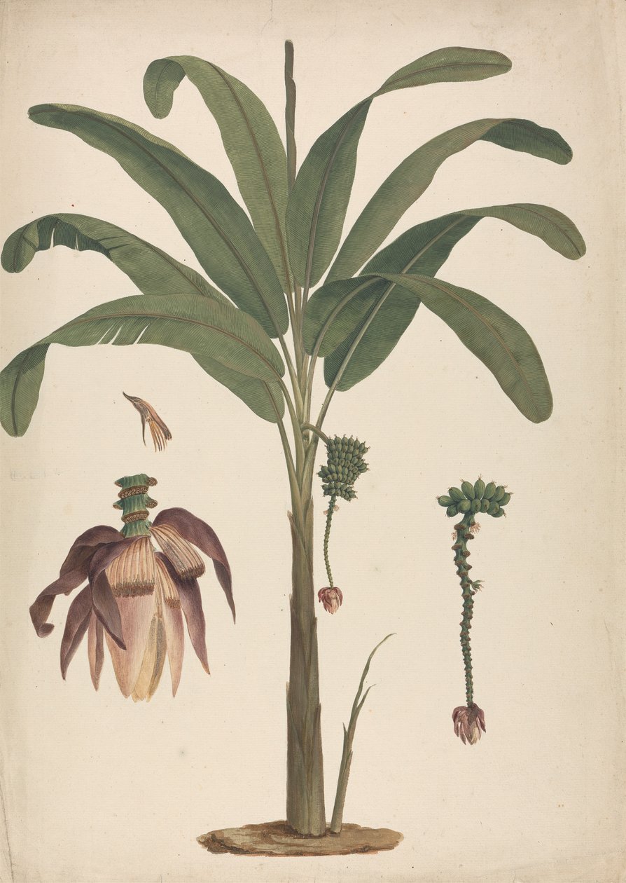 Musa x sapientum L. (Banan): ferdig tegning med detaljer om blomsterstand av James Bruce