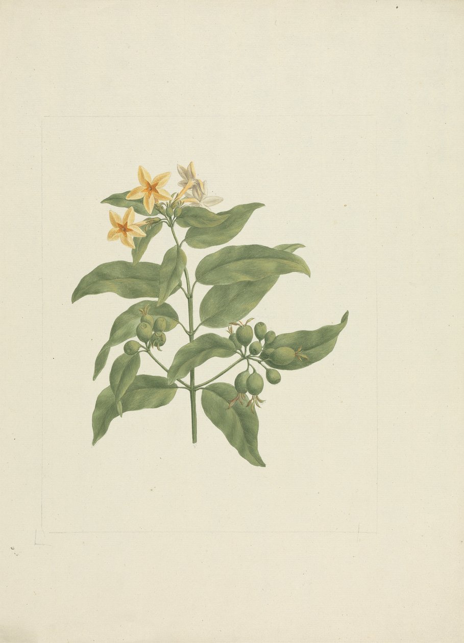 Mussaenda arcuata Lam. eks Poir. : ferdig tegning uten detaljer av James Bruce
