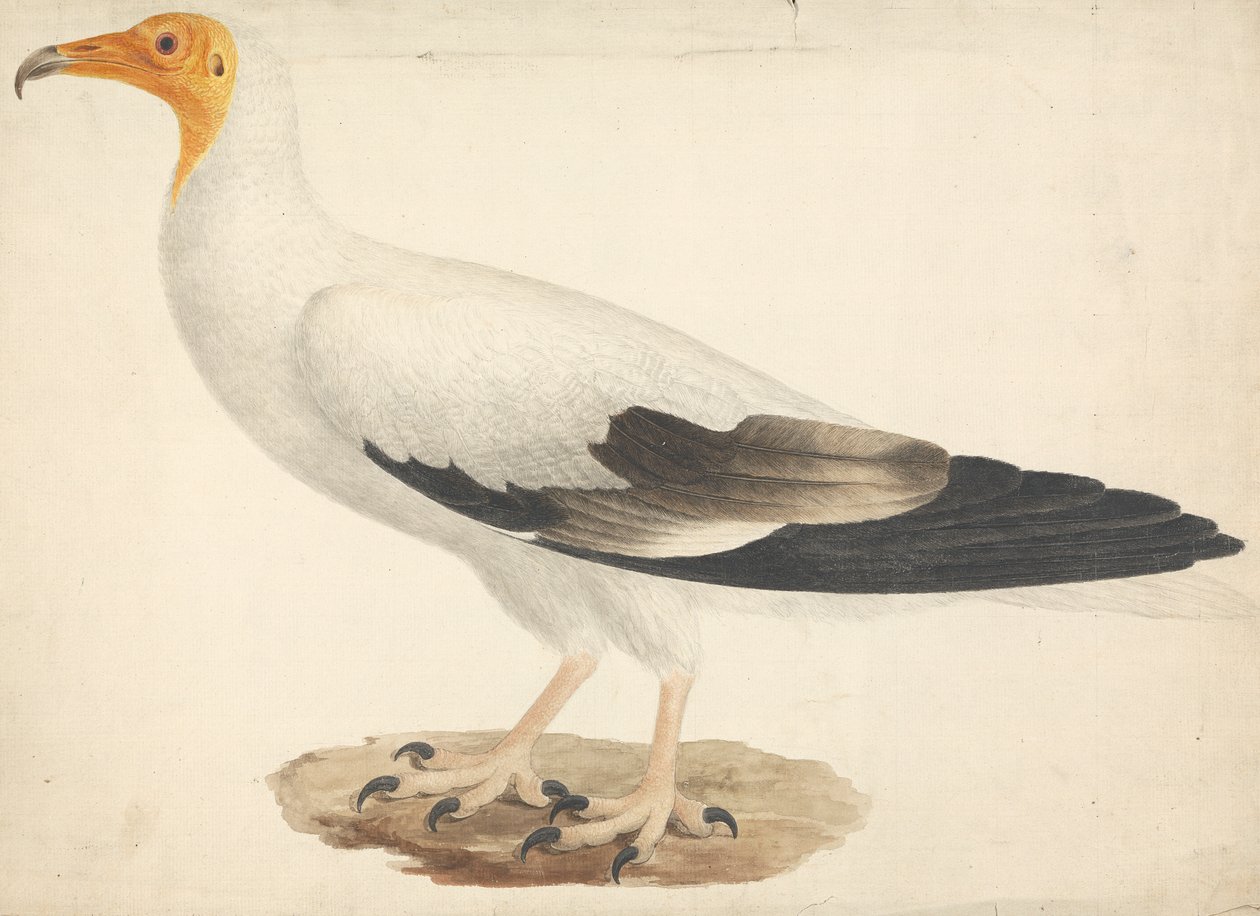 Neophron percnopterus (egyptisk gribb) av James Bruce