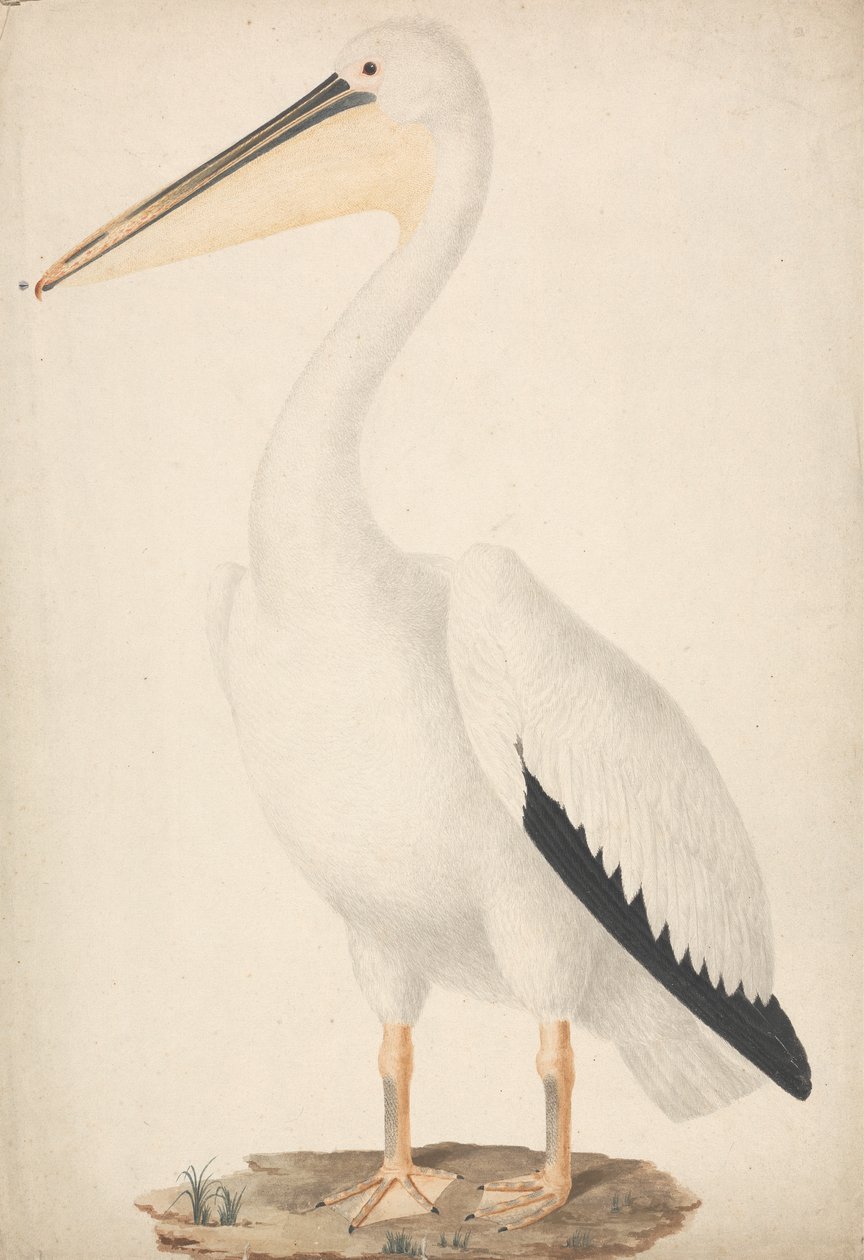 Pelecanus onocrotalus (stor hvit pelikan) av James Bruce