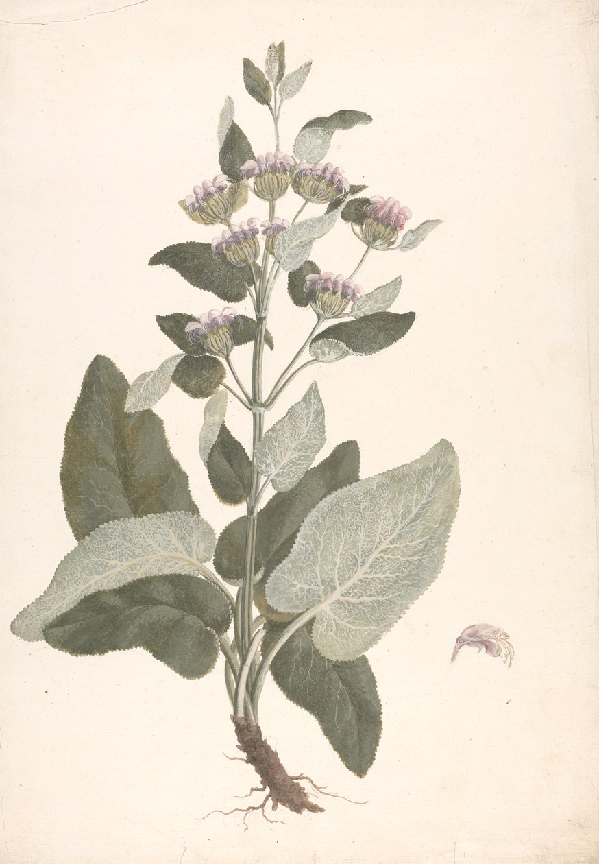 Phlomis herba-venti L. : ferdig tegning av James Bruce
