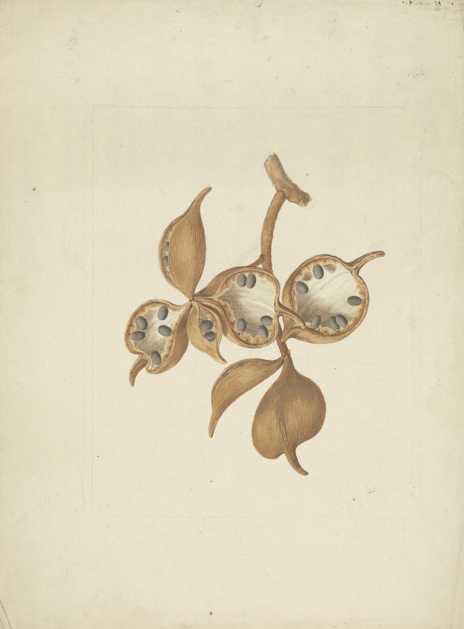 Sterculia africana (Lour.) Fiori: ferdig tegning av stilk med frøkapsler, noen åpne viser frø av James Bruce