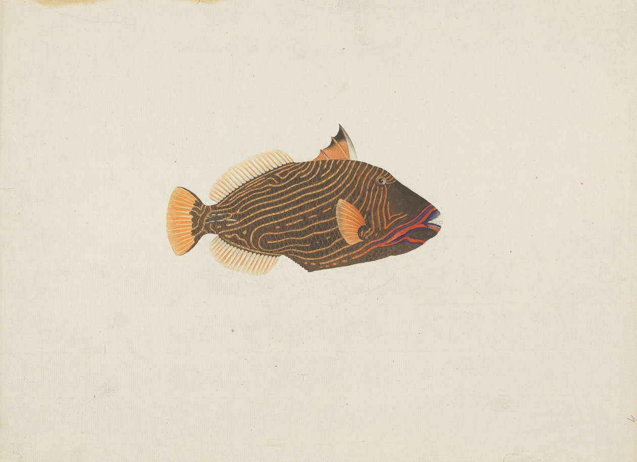 Uidentifisert fisk av James Bruce
