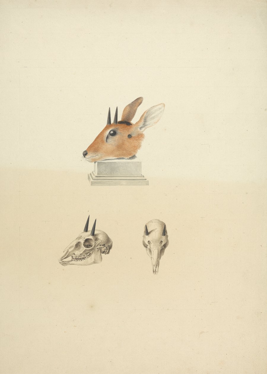 Uidentifisert Madoqua (Dik-dik): studie av hode og hodeskalle av James Bruce