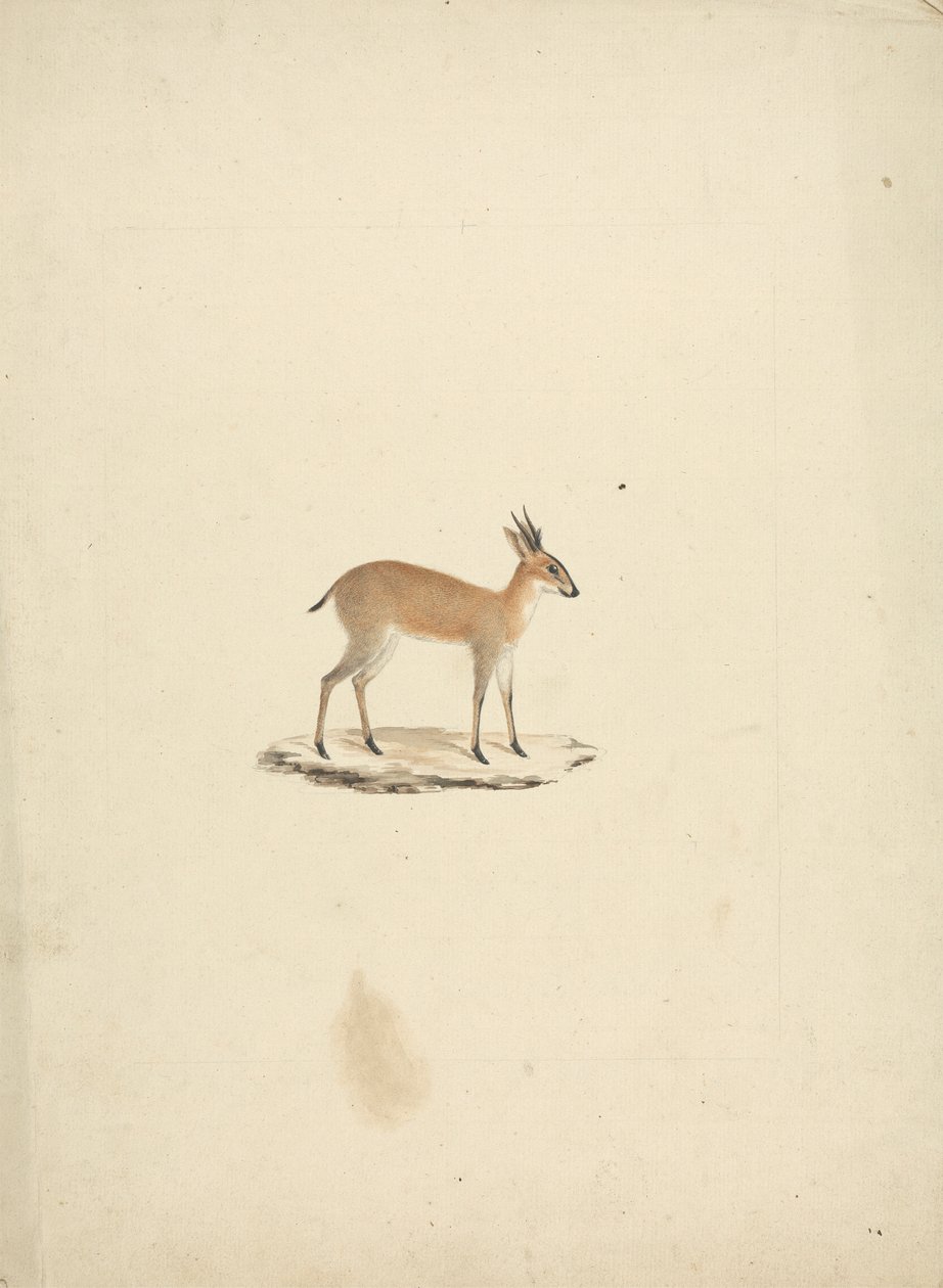 Uidentifisert madogua (Dik-dik) av James Bruce