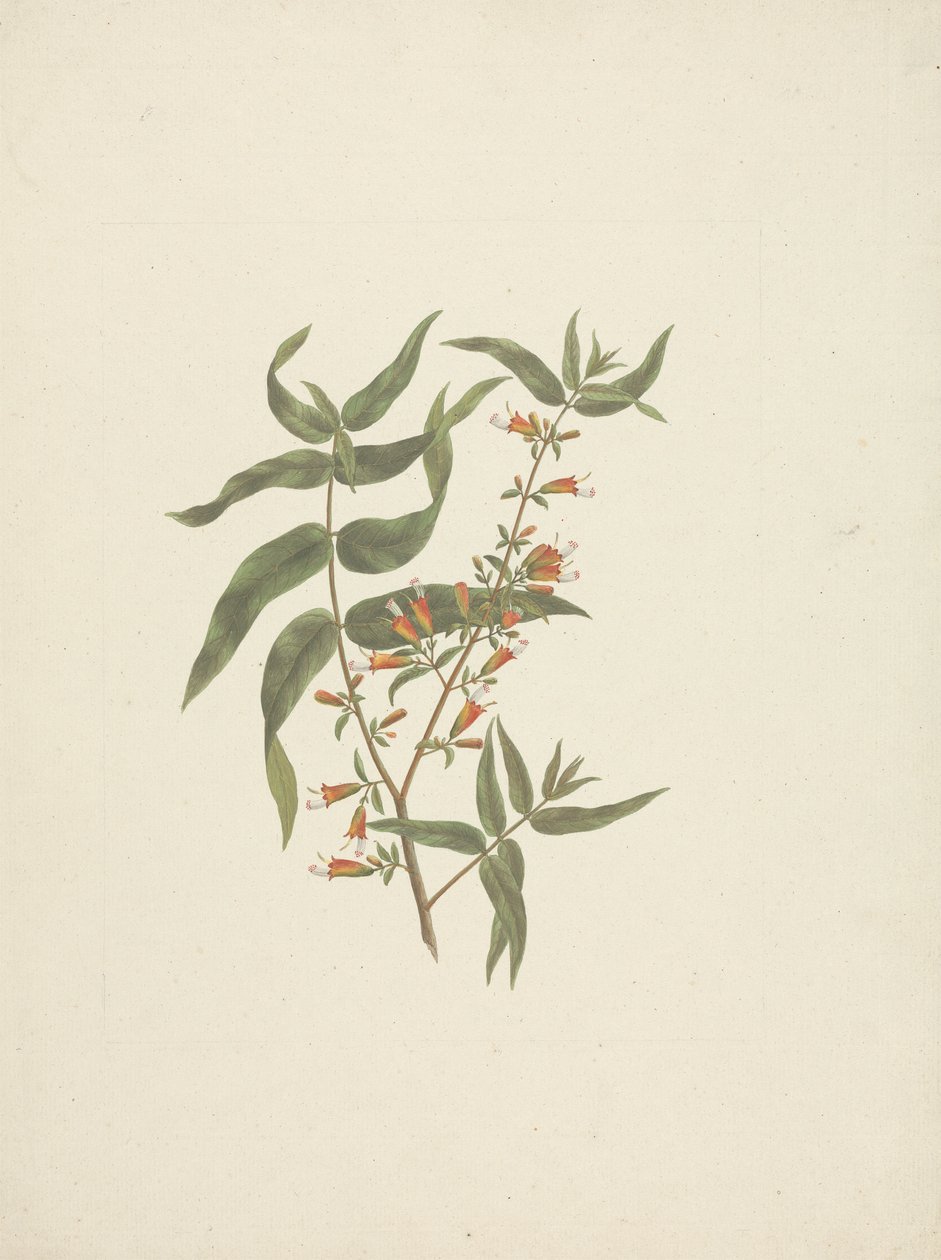 Woodfordia uniflora (A. Rich.) Koehne: ferdig tegning av blomstrende skudd av James Bruce