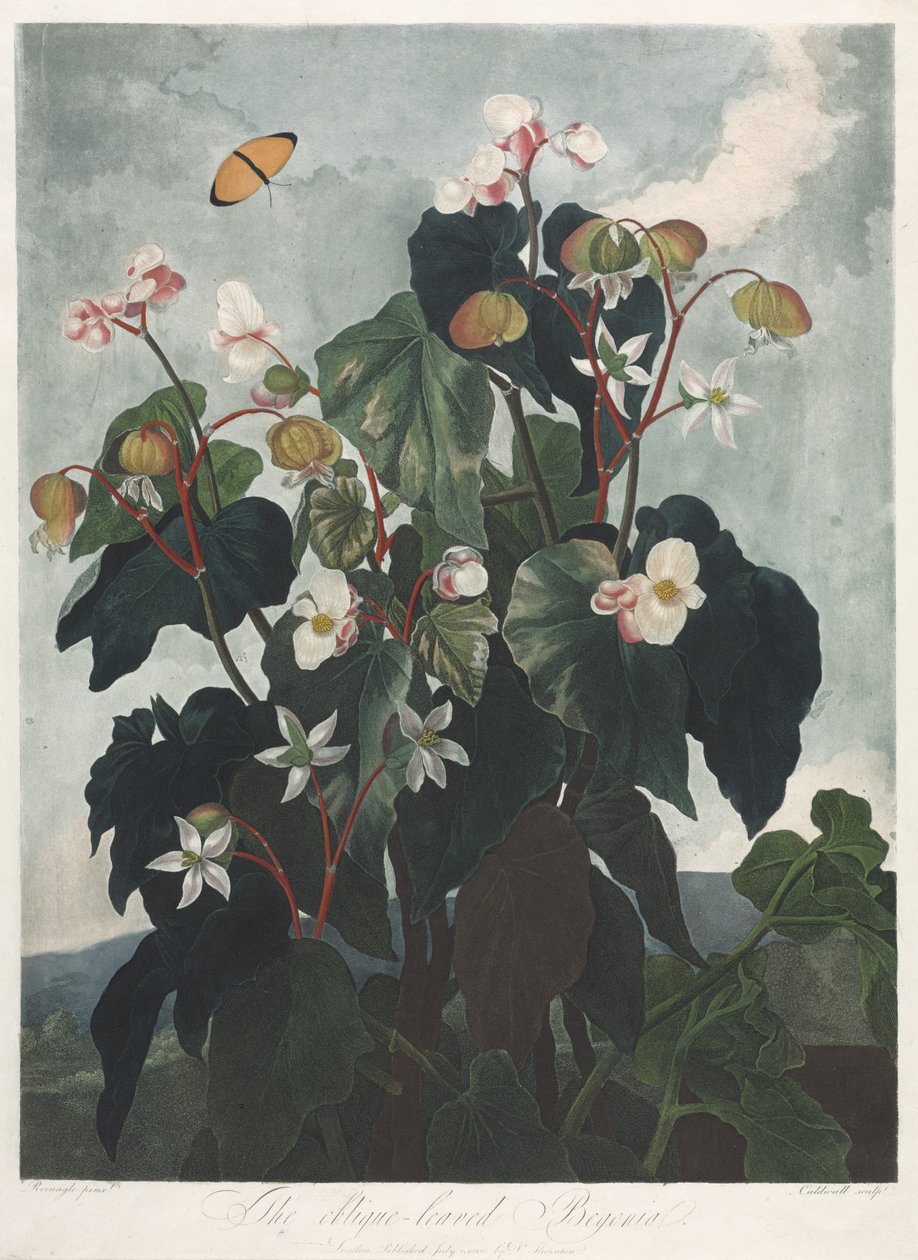 The Temple of Flora, eller Garden of Nature: The Obique-leaved Begonia av James Caldwall