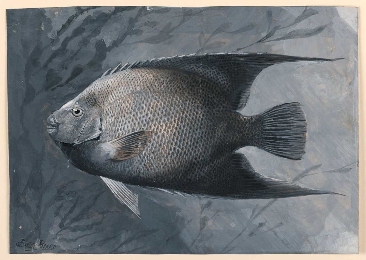 Englefisk av James Carter Beard