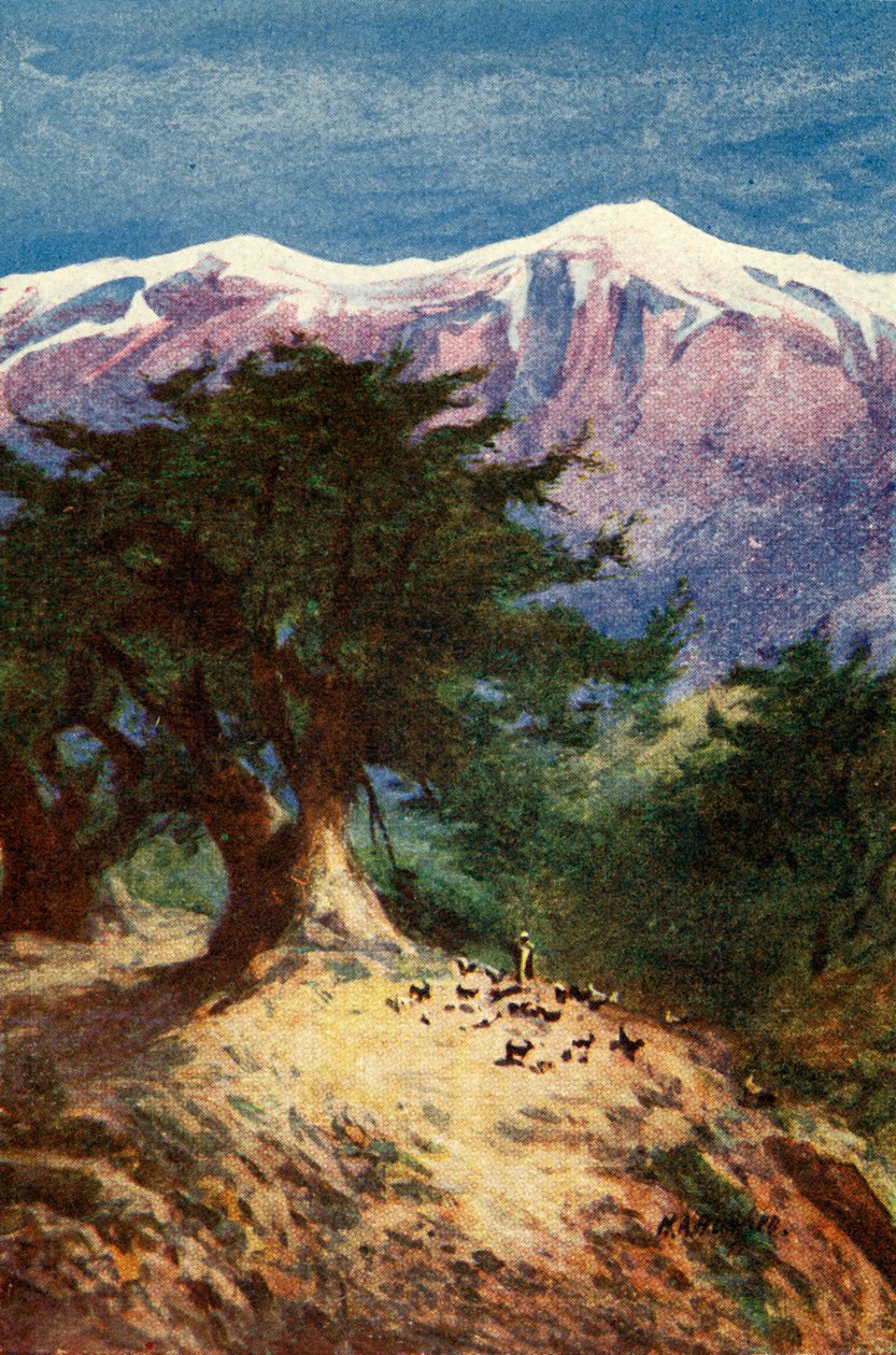 Cedars of Libanon - Matt. xii. 33, c1924. Skapere: James Clark, Henry A Harper. av James Clark and Henry A Harper