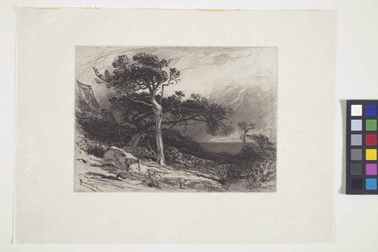 Old Cedars, Coast of Maine (blekk, penn, blyant) av James David Smillie