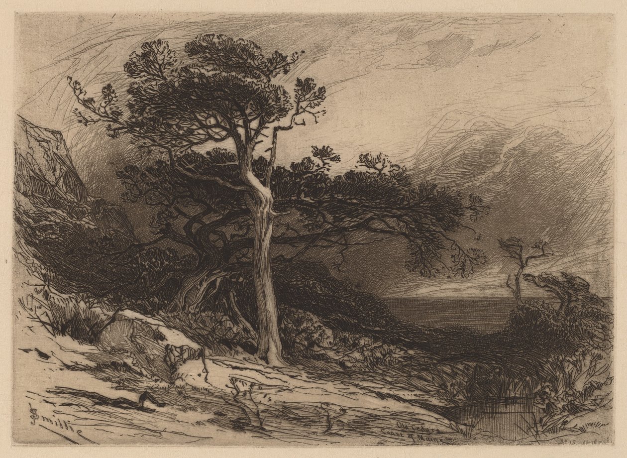 Old Cedars, Coast of Maine av James David Smillie