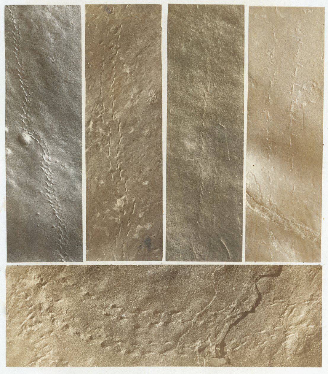 Ichnographs from the Sandstone of Connecticut River, publisert 1861. av James Deane