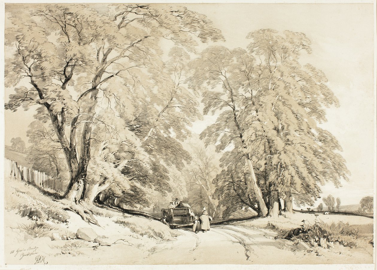 Ask, fra Parken og skogen av James Duffield Harding