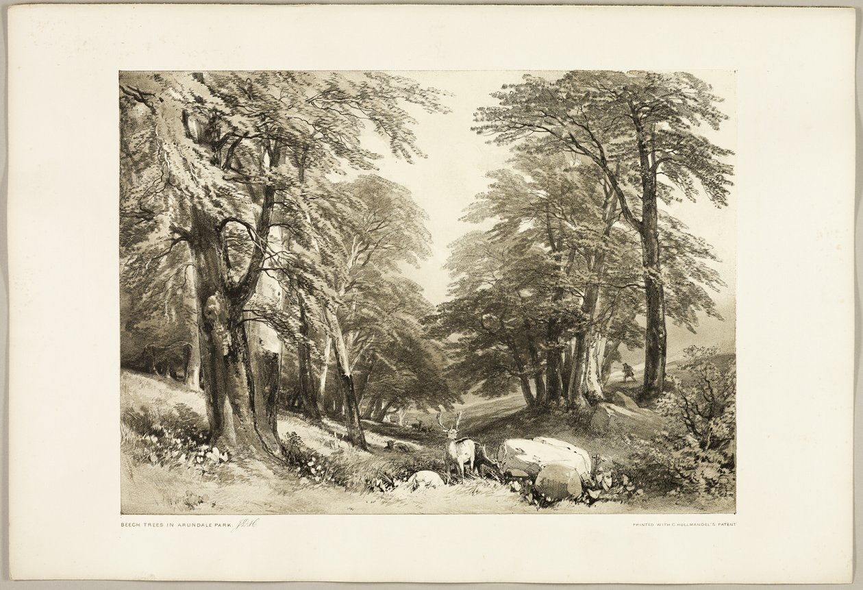 Bøketrær i Arundale Park, fra The Park and the Forest av James Duffield Harding