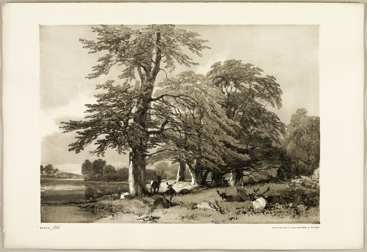 Bøk, fra Parken og Skogen av James Duffield Harding