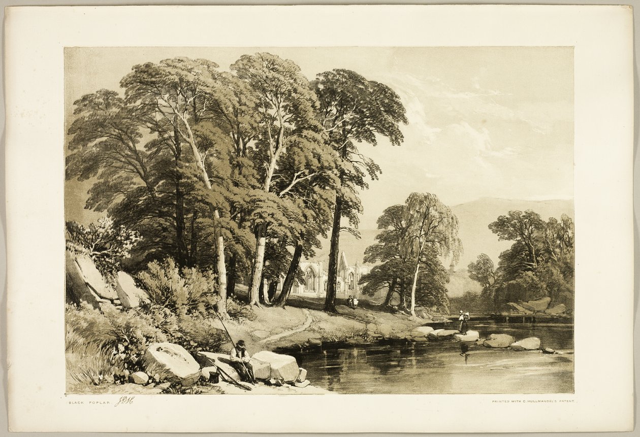 Svart poppel, fra Parken og skogen av James Duffield Harding