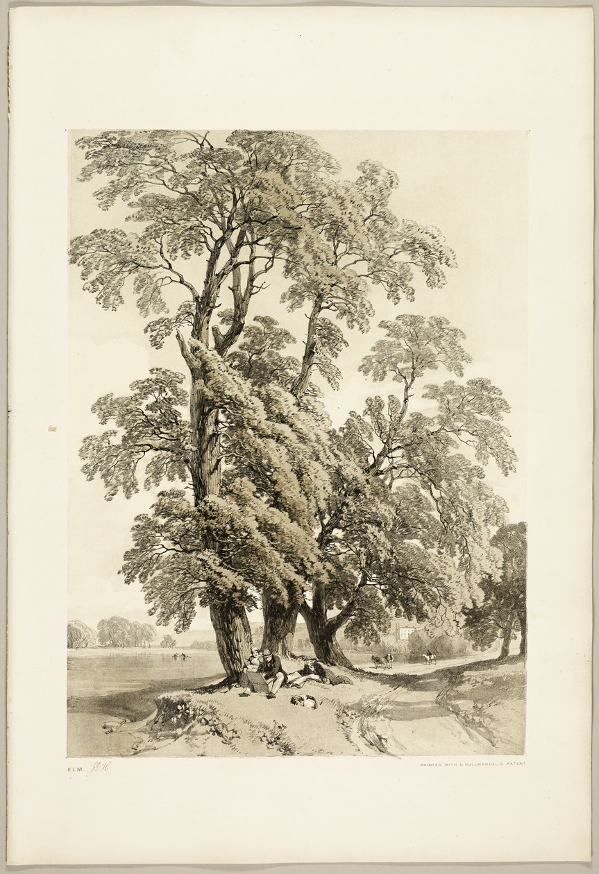 Elm, fra Parken og Skogen av James Duffield Harding