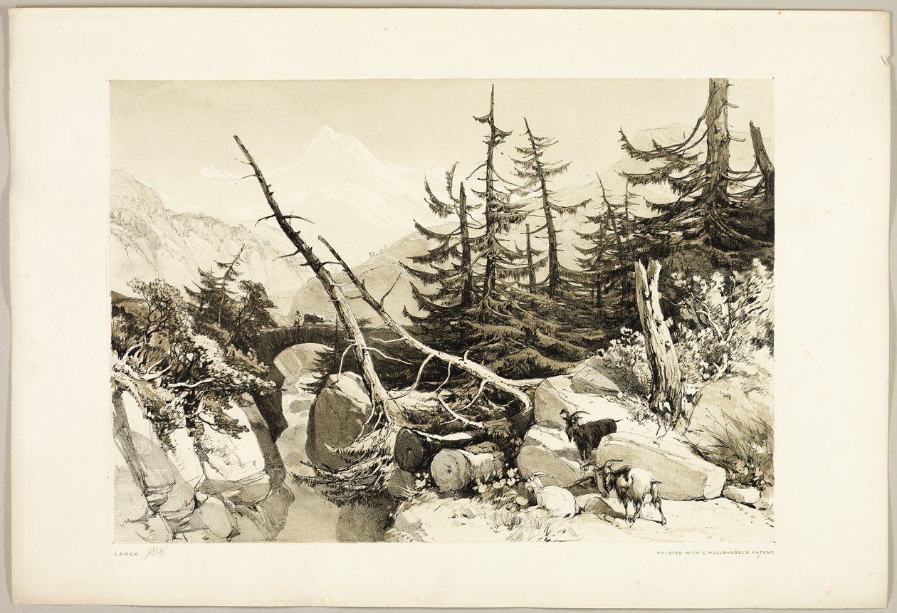 Lerk, fra Parken og Skogen av James Duffield Harding