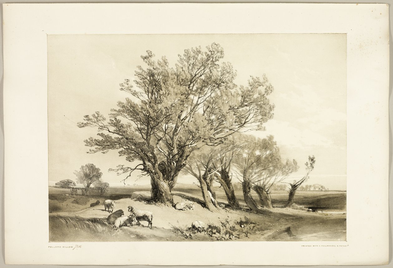 Pollard Willow, fra The Park and the Forest av James Duffield Harding