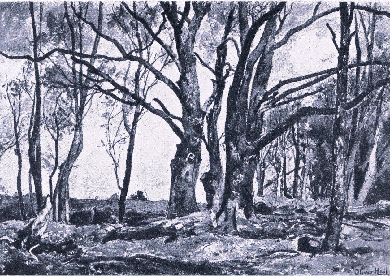 Pollard Willows in Windsor meadows, Nature in Britain utgitt av Collins av James Duffield Harding