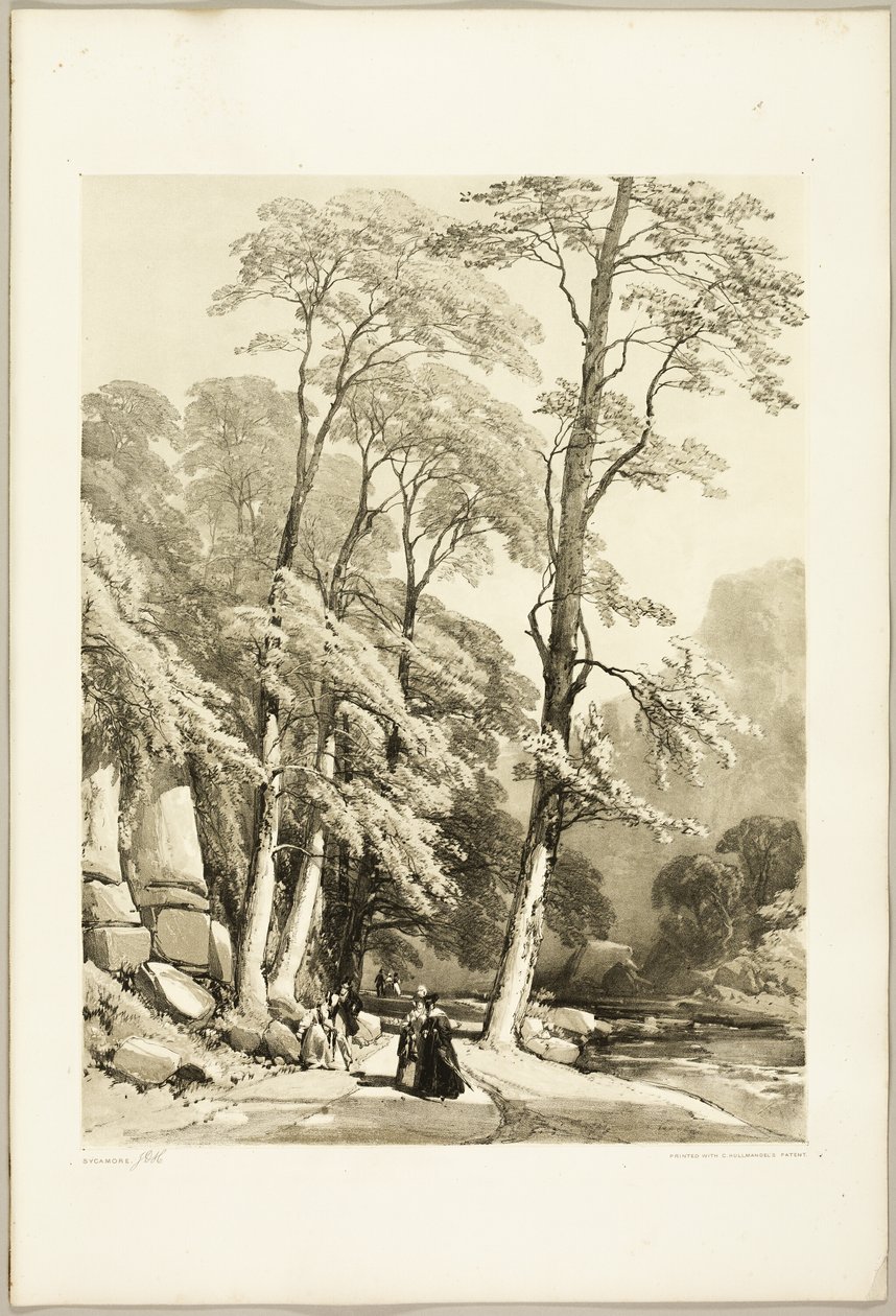 Sycamore, fra The Park and the Forest av James Duffield Harding