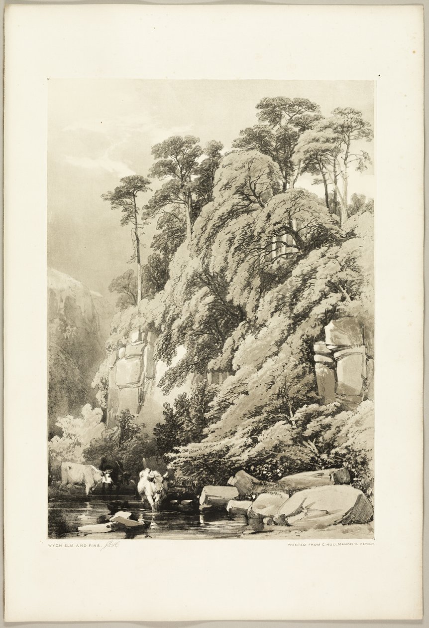 Wych Elm and Firs, fra The Park and the Forest av James Duffield Harding