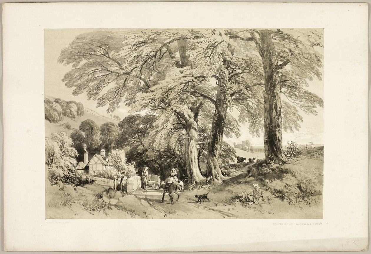 Wych Elm, fra The Park and the Forest av James Duffield Harding