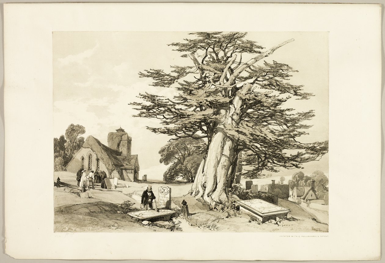 Barlind, fra Parken og skogen av James Duffield Harding
