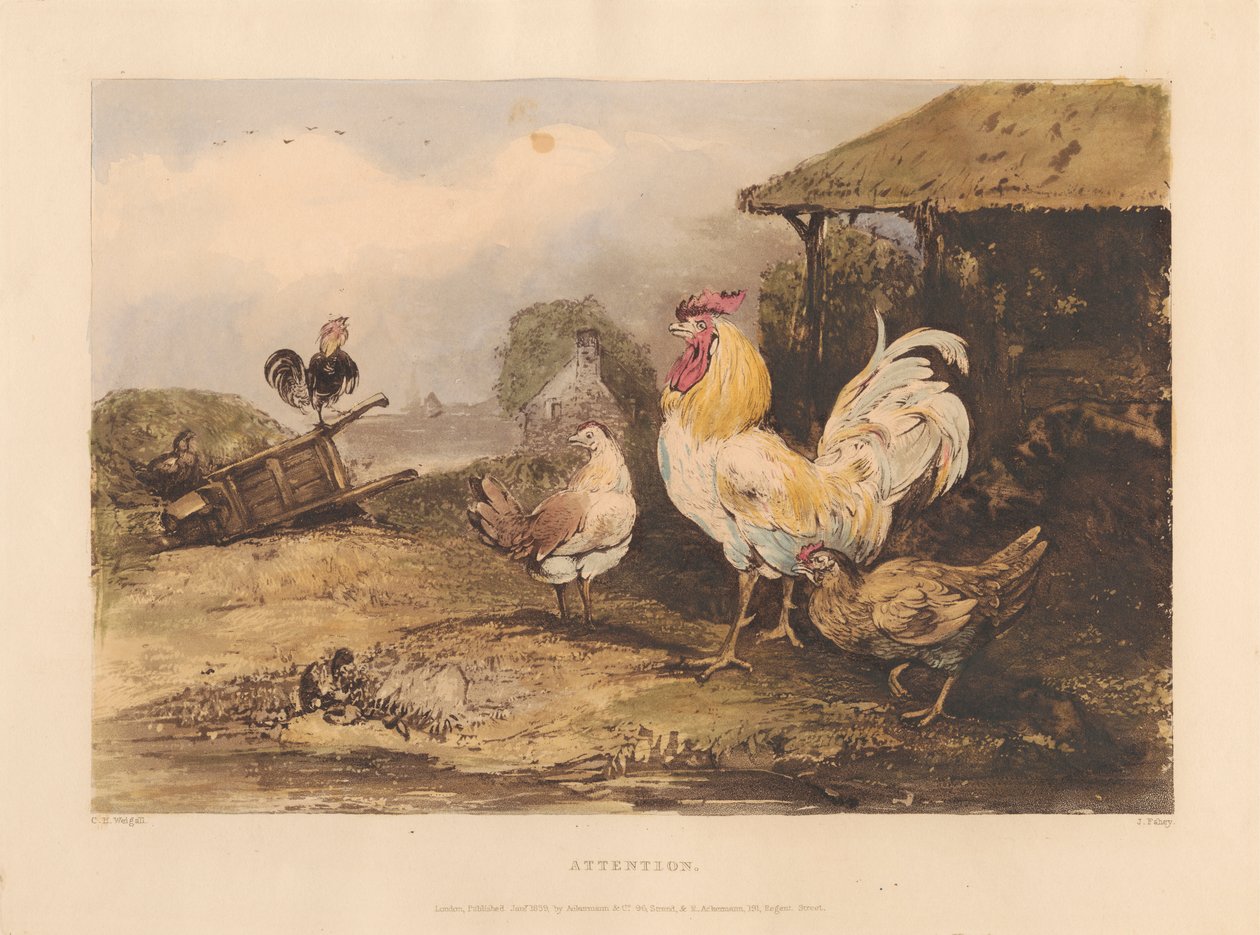 Rural ridderlighet; En serie i seks plater med kamphaner: 1. Oppmerksomhet av James Fahey