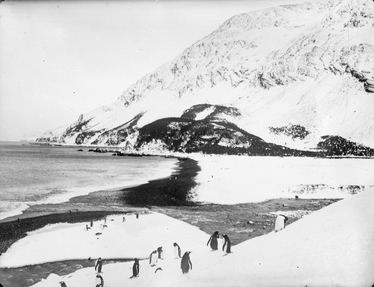 En utsikt langs kysten med pingviner i forgrunnen, Sør -Georgia av James Francis Hurley