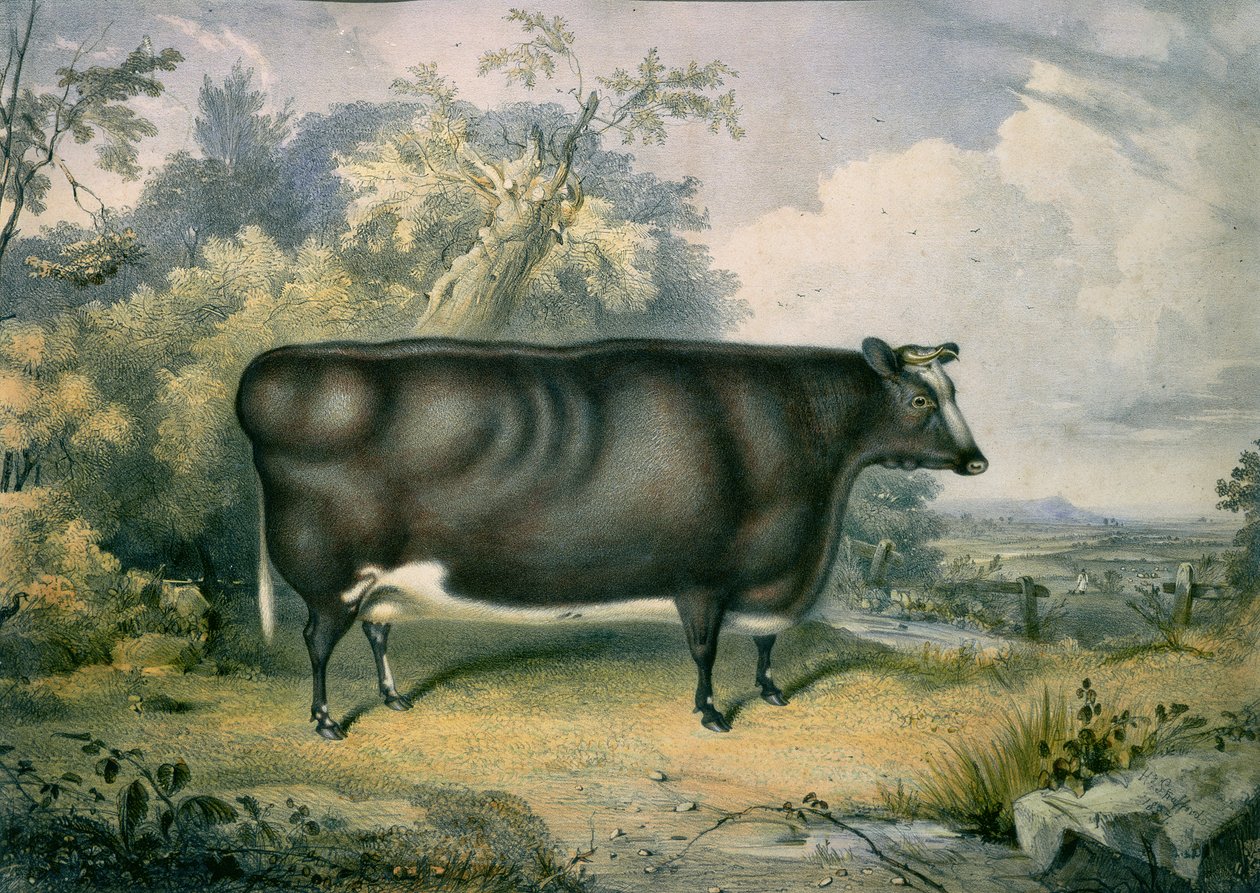 The Cottesmore Prize Heifer, etter Henry Strafford (fl.1833-73), 1837 av James Giles