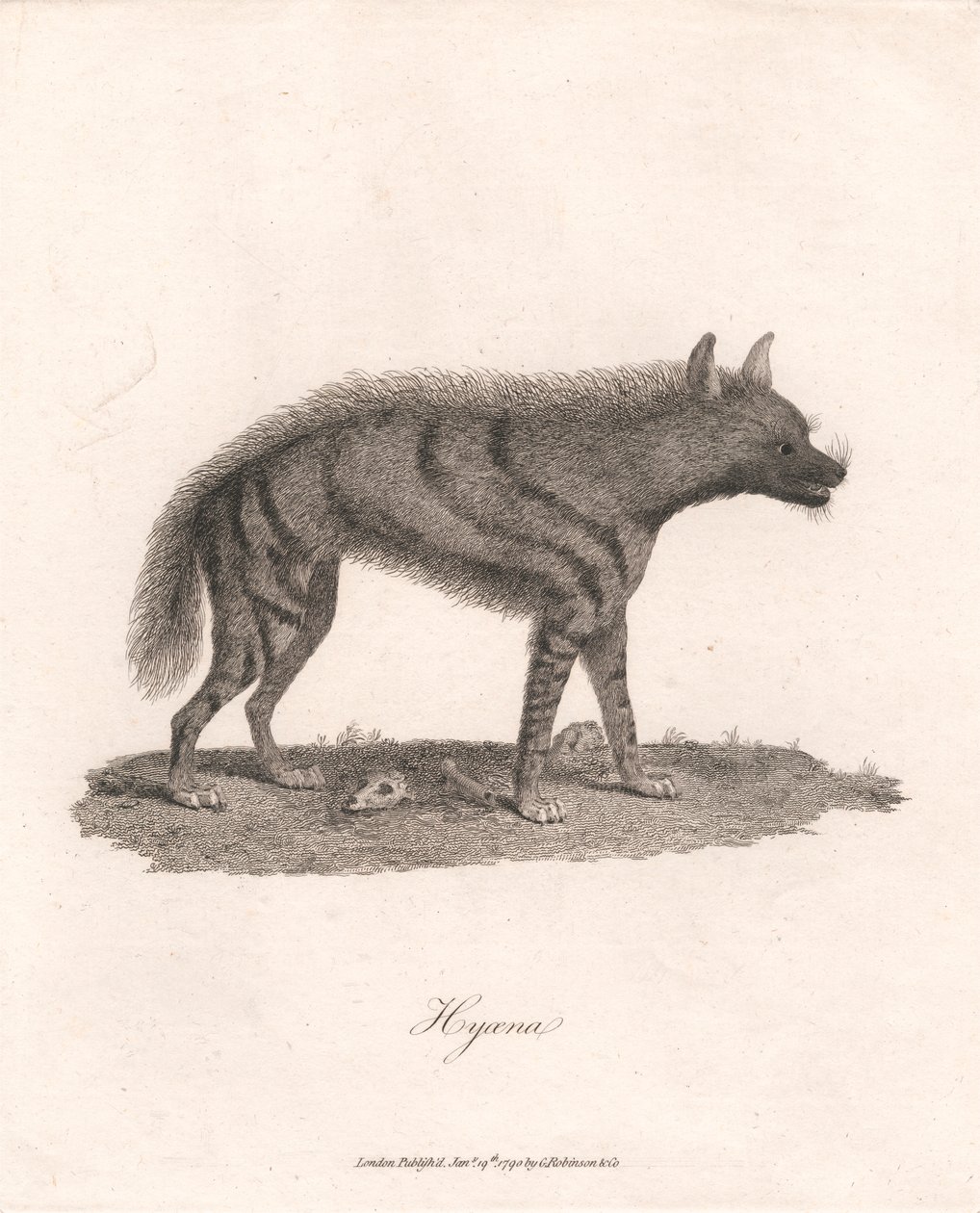 Hyoene av James Heath