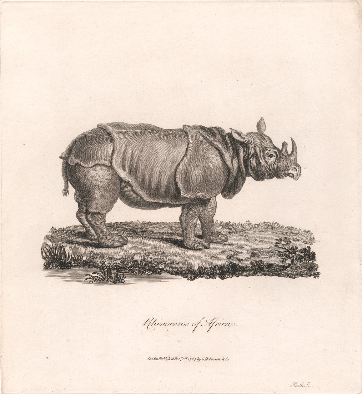 Neshorn i Afrika av James Heath