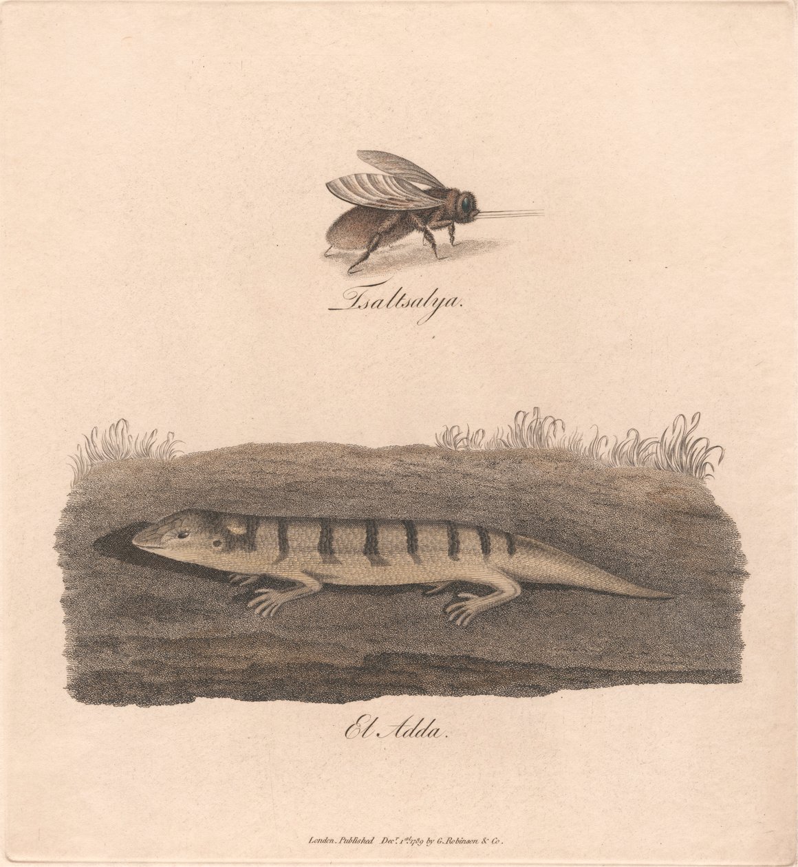 Tsaltsalya / El Adda av James Heath