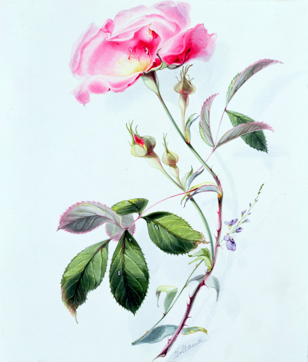 En rose av James Holland
