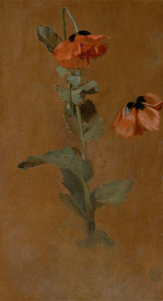 Study of Poppies, 1832 (olje og blyant om bord) (etter konservering) av James Inskipp